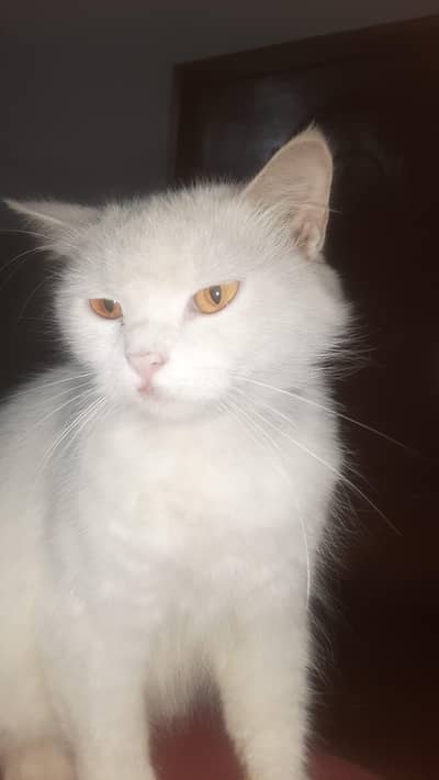 cat with 2 kitens for sale