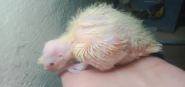 Cocktail chick for sale