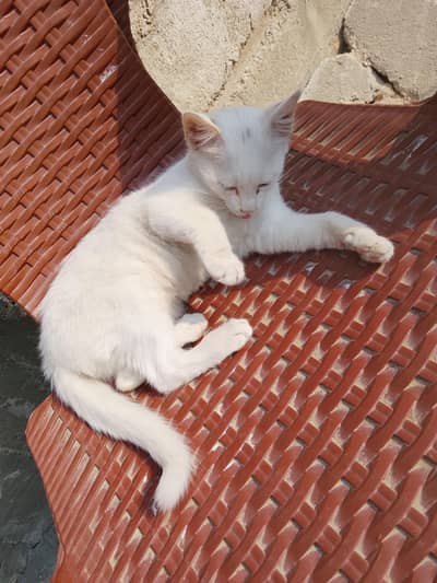 cat for sale in karachi