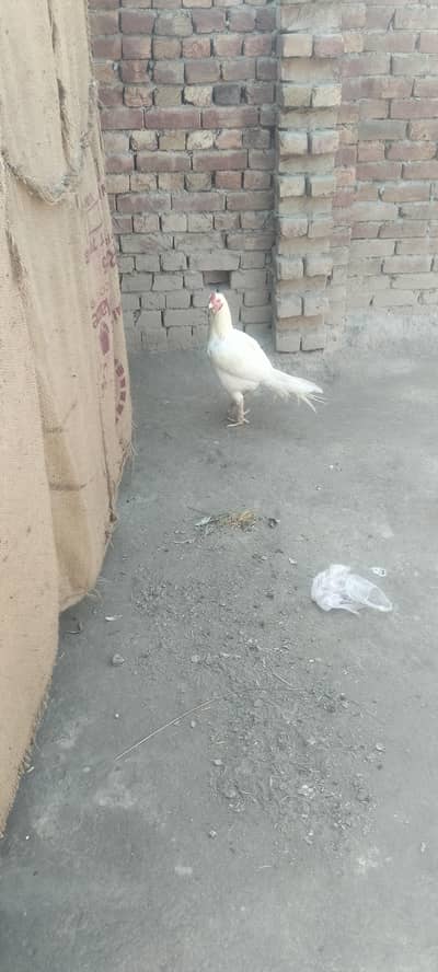 white blood line pepper white Heera