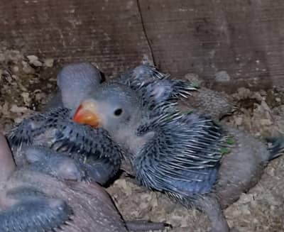 Ringneck Chicks