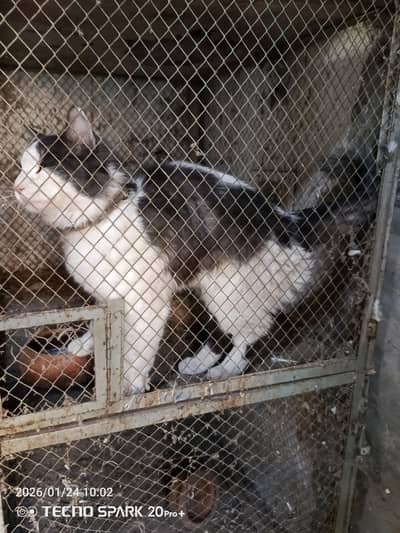 bahot khoob surat male cat hy . baqi main ziyada Kuch nhi Janta