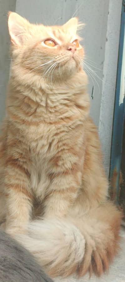 i want to sale this pair