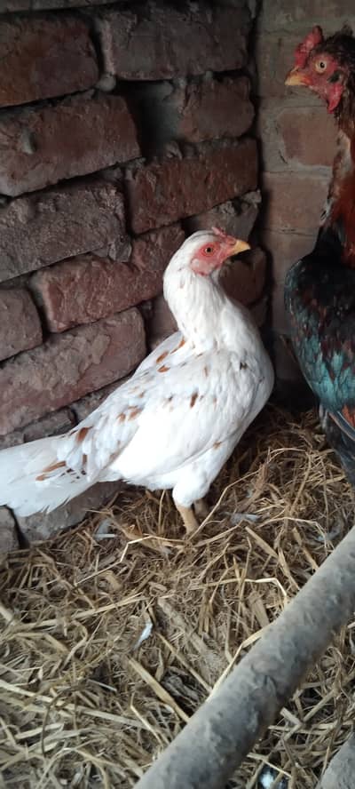 aseel mianwali achi nasl