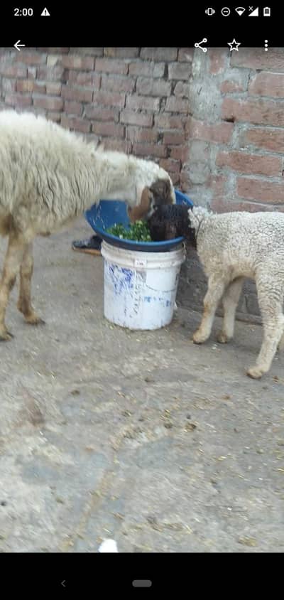 dasi sheep with 1kid  03234438191