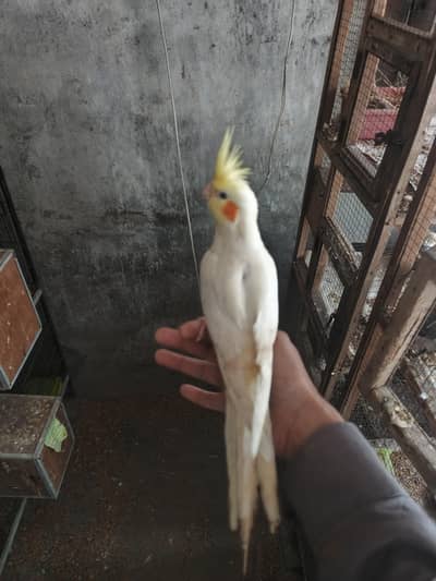 Common white red eyes