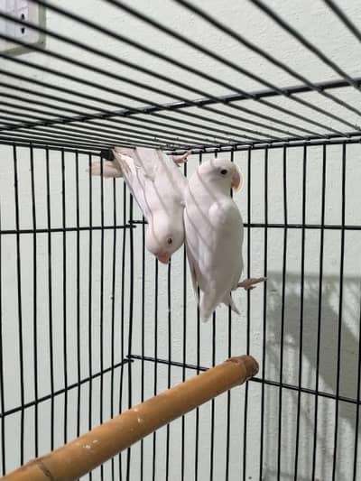 Love Birds, Albino Red Eye & Albino Split