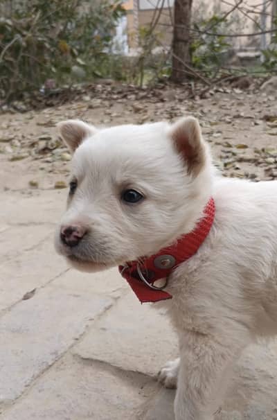 pista pet dog puppies for sale urgent