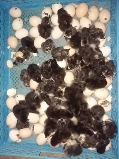 Australorp day old chick