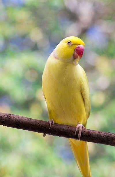 Yellow Ringneck Male