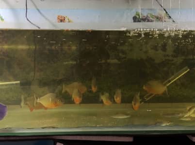 Red belly P. i. r. a. n. h. a