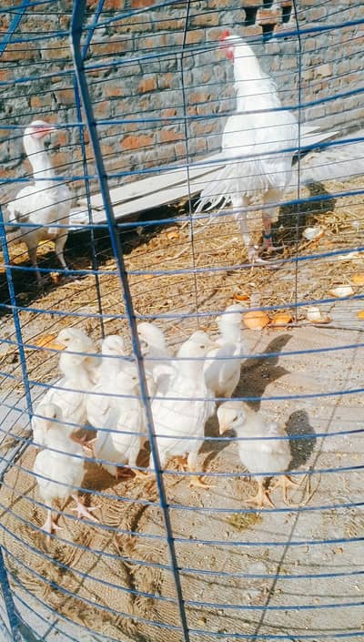 pure heera breed chicks 03324997411