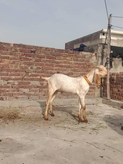 makhi chena bahawalnager ka