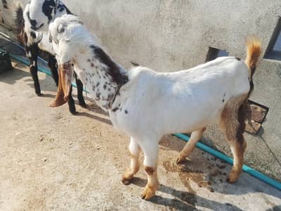 2dant bkry   for sale