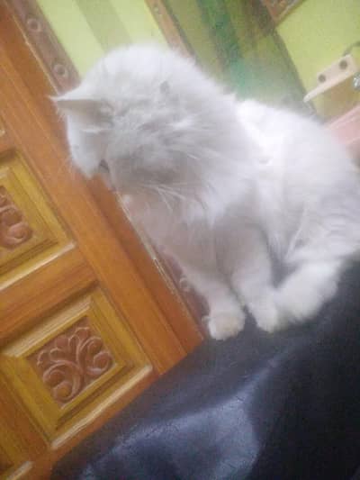 . pregnant white name jack