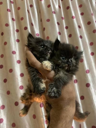 Persian cat | cat baby | kittens cats