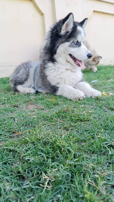 Siberian husky puppies dog