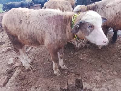 neeli ravi | katti | bachri | Cow | buffalo | Katti neli ravi for sale