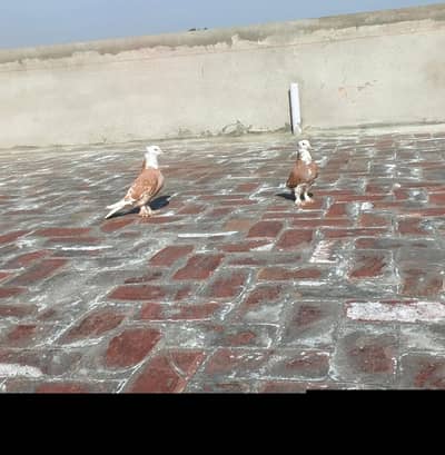 red mukhiya parmoz pair for sale