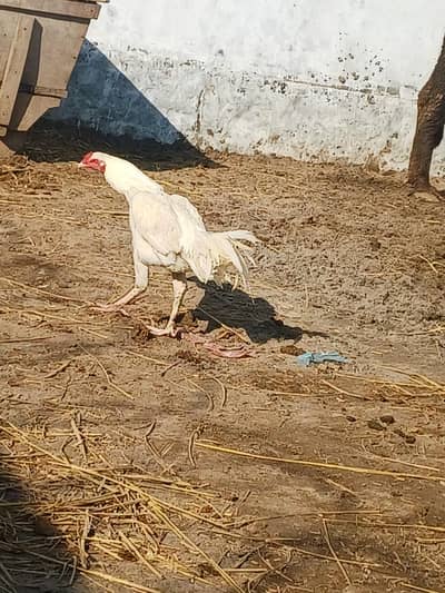 Pure aseel argent sale