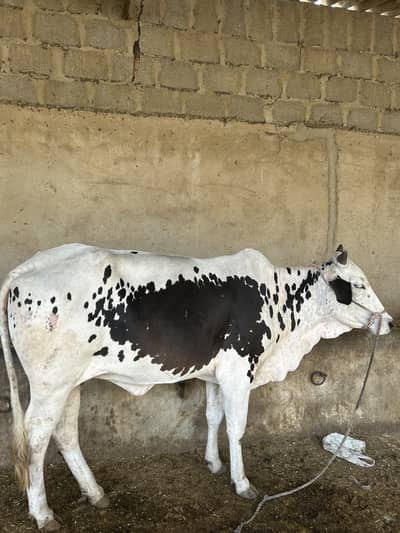 Unique cattle Farm Palai service plus animals available.