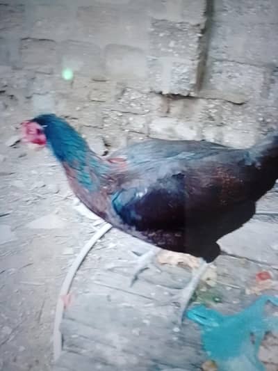 aseel pair or set-up for urgent sell all are egg lying