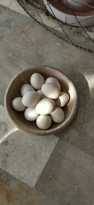 Aseel Heera eggs for sale
