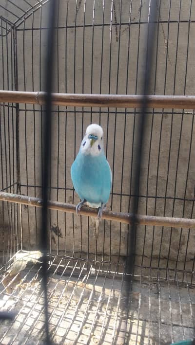 light blue male parrot
