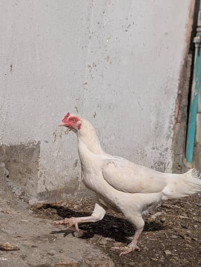 paper white Heera female available Whatsapp: 03159640025