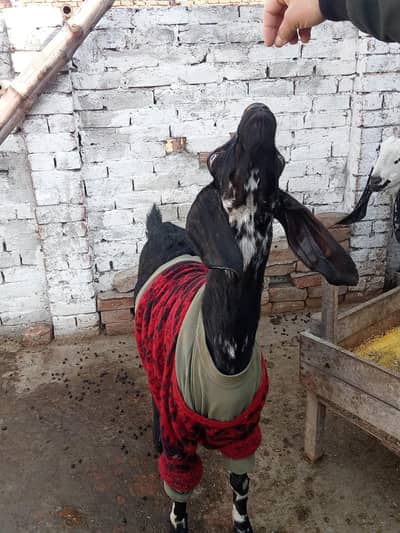 Desi bakrian dono 6 dant hy only serious buyer contact