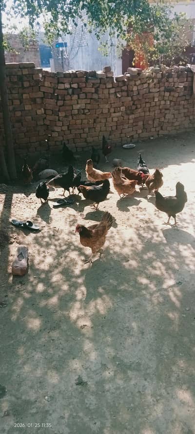 Desi murgio ke eggs 03014465293