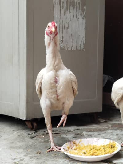 heera aseel pure 5 moth ka h