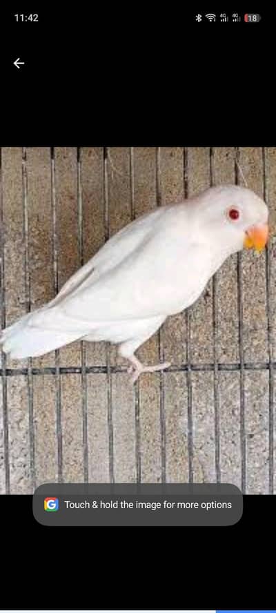 breeder pair full active albino red eye into creamino with cage/box