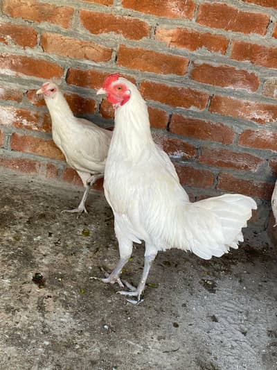 Breeder pair for sale