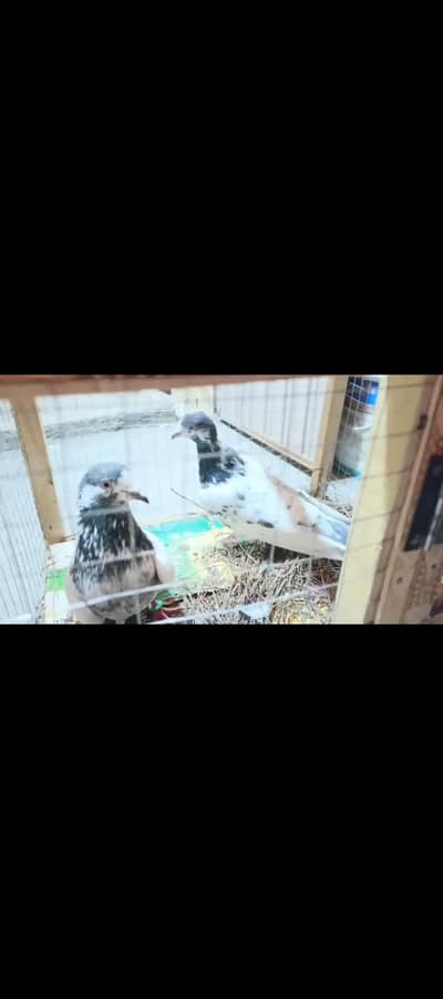 Batery kabotar For sale