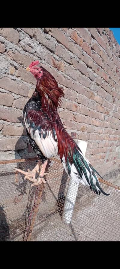 Cheena high quality 0315/5202336