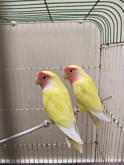 fisher parrot pair