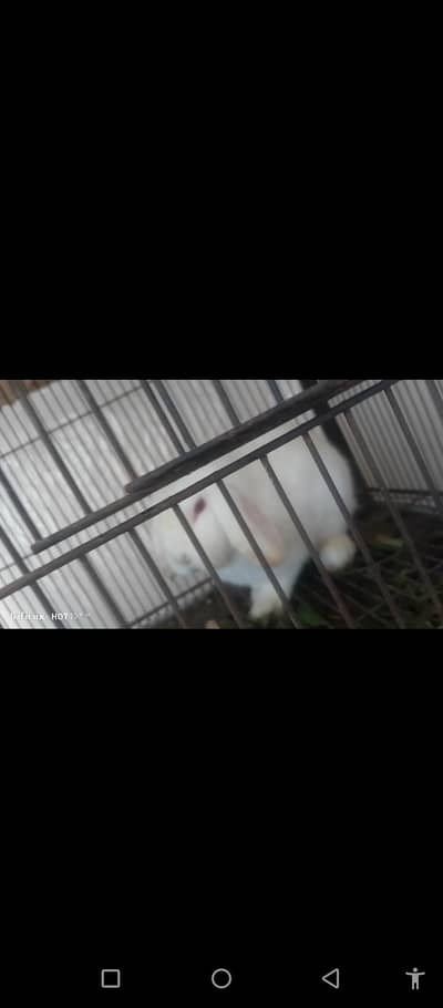 Holland loop breeder female