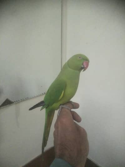 Talking parrot