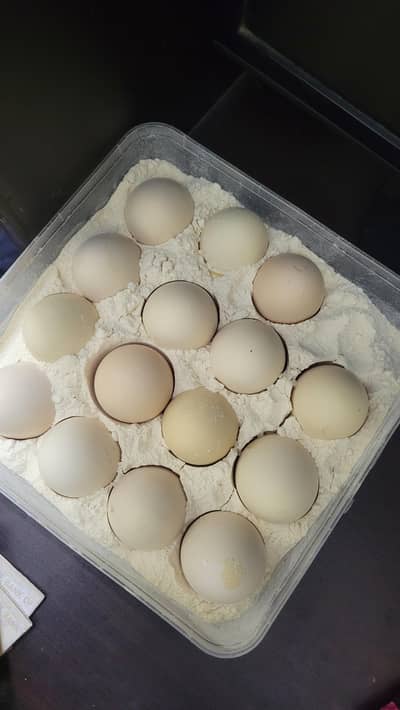 Sindhi Thai Aseel Eggs