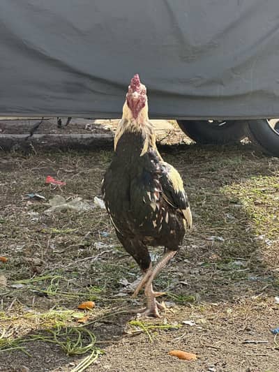 White jawa aseel breeder