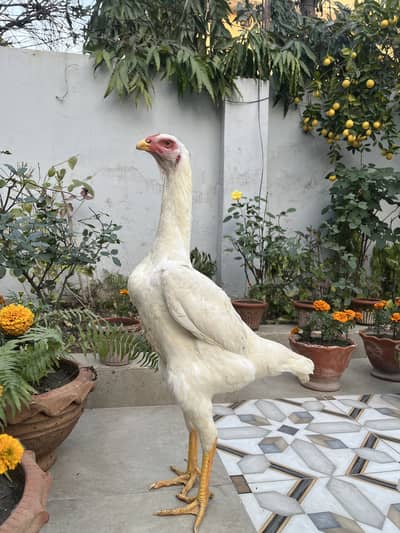 White O Shamo Murgi Egg Laying