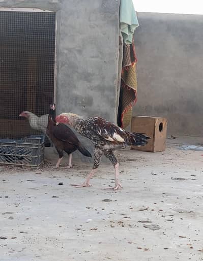 Aseel Murga ,Aseel murgi