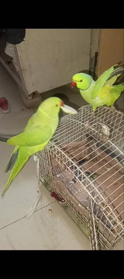 Hand Tame mithu parrot