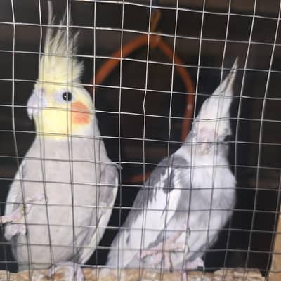 grey and white cockatiel pair