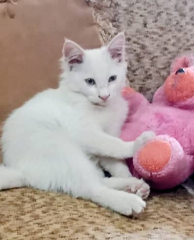Turkish angora cat for sale