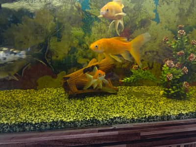 Carps, Highfins, Blue line