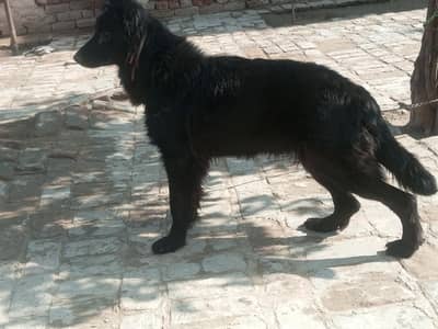 Black German Shepherd female