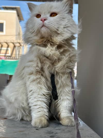 Male Persian White Cat for sale
