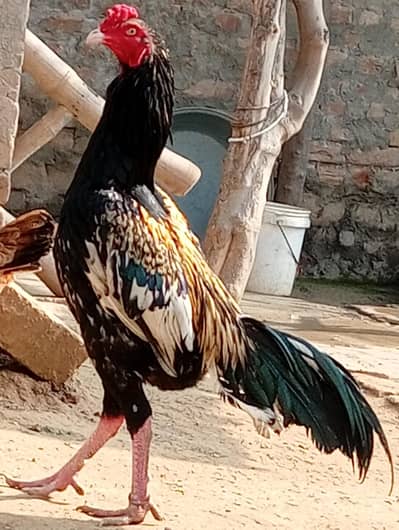 Aseel breed for sale black Murgha